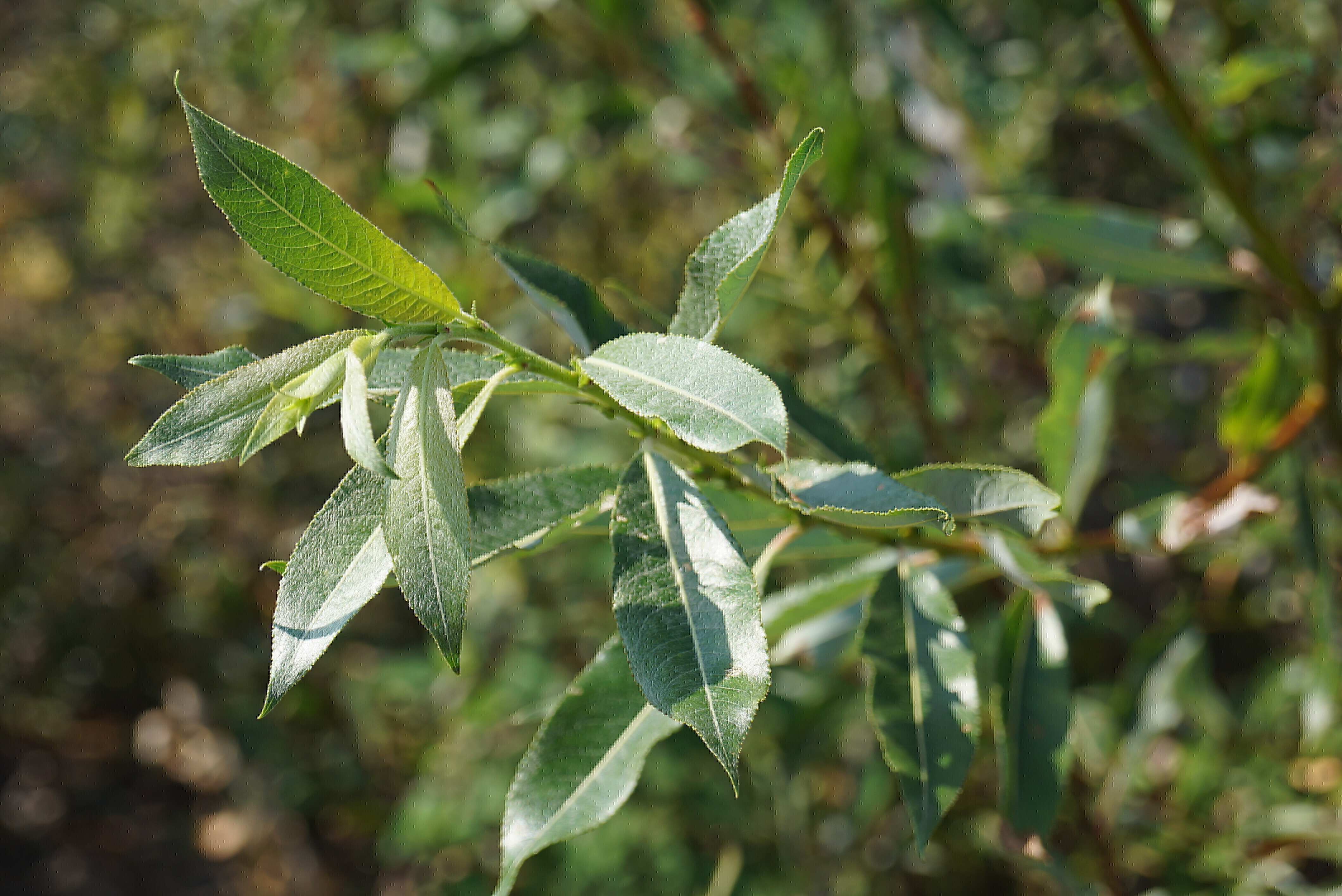 Salix daphnoides (2)